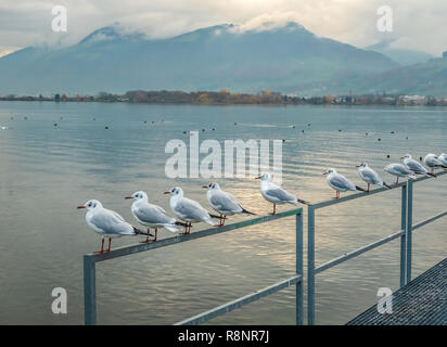 Eine Herde von Black-headed Möwen (auch als Laughing gull bezeichnet) bilden eine Linie am Ufer des Oberen Zürichsee (Obersee), in der Nähe von Rapperswil, Sankt Galle Stockfoto