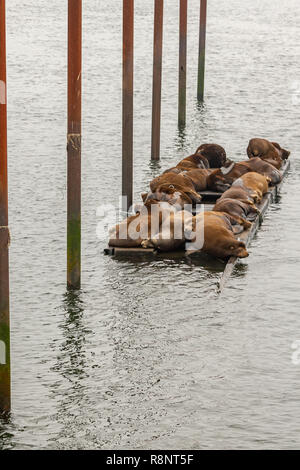 Gruppe von großen braunen Seelöwen in Oregon Stockfoto