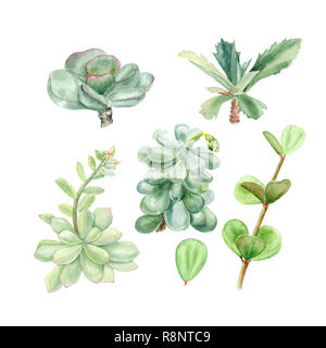 Tropische Pflanzen Sukkulenten Pachyphytum, echeveria, peperomia, Kalanchoe, adromischus. Botanische aquarell Abbildung: Saftige auf weißem backgrou Stockfoto