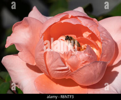 Bienen fliegen weg von rosa Rose Stockfoto