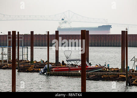 Seelöwen auf Dock mit Boote im Nebel Stockfoto