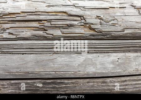 Texturierte Detail aus gebleichtem aus Treibholz anmelden Stockfoto