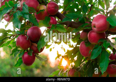 Apple auf Bäume Obst Garten am Sonnenuntergang Stockfoto