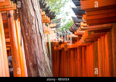 Ungewöhnliche Ansicht des Fushimi Inari Schrein torrii Tore in Kyoto. Stockfoto