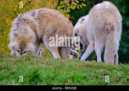 Nahaufnahme, Porträt einer grauen Wolf Canis Lupus auch als Timber Wolf in der kanadischen Wald während der Sommermonate bekannt.. Stockfoto