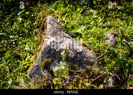 Sicht auf die Berge rocaks und Pflanzen. Das Bild wird in Trabzon/Rize Bereich der Schwarzmeerregion im Nordosten der Türkei erfasst. Stockfoto