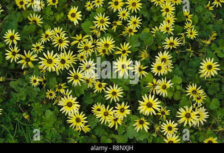 Vollbild anzeigen Der kleine wilde gelbe Blüten mit grünen Blättern in Zwischen und um Stockfoto
