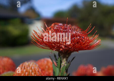 Große einheimische australische Strauch Pflanze in roter Farbe Stockfoto