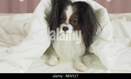 Schöner Hund Papillon liegt unter Decke auf dem Bett und schaut sich um Stockfoto