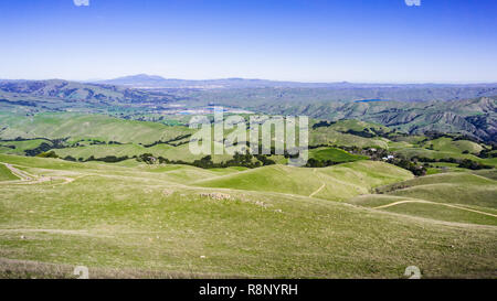 Grünen Hügel; Mt Diablo und Livermore Valley im Hintergrund; vom Ohlone Wilderness Trail gesehen, auf dem Weg zur Mission Peak, Alameda County, Stockfoto