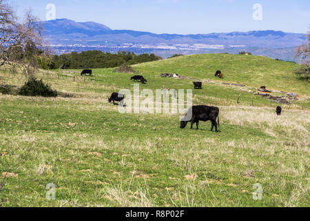 Kühe grasen auf einer grünen Weide, Mt Diablo und Livermore im Hintergrund, im Osten die Bucht von San Francisco, Kalifornien Stockfoto