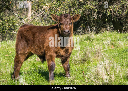 Cute Kalb allein stehend auf einer grünen Weide, San Francisco Bay Area, Kalifornien Stockfoto