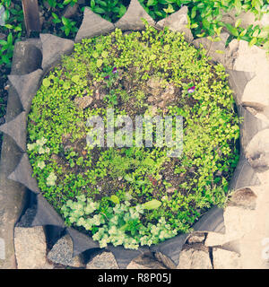 Ochitan, Sedum, Gräsern und anderen grünen Pflanzen in einen Topf von der Reifen Stockfoto