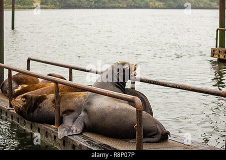 Kleine Kolonie von Seelöwen auf alten hölzernen Dock Stockfoto