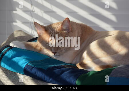 Süße Orange Tabby Nickerchen in der Sonne Stockfoto