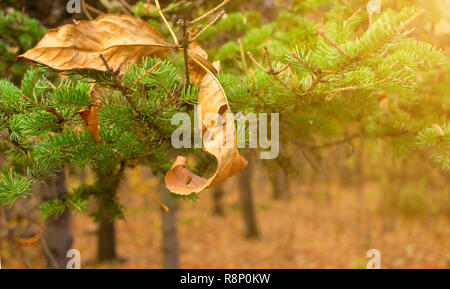 Gelbe Blatt auf christmas tree branch Hintergrund. Die saisonbereinigte Weihnachten Konzept. Nahaufnahme. Sonne orange getönt. Stockfoto