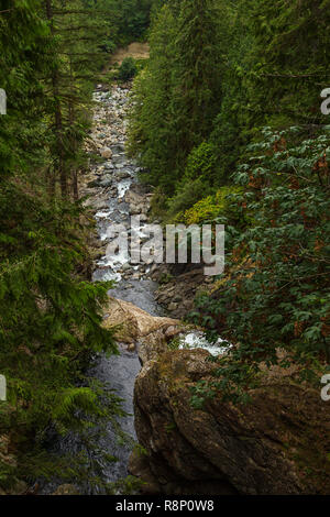 Schmale Fluss fließt durch Pacific Northwest Wald Stockfoto