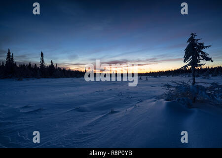 Polarnacht in Syöte Nationalpark, Pudasjärvi, Lappland, Finnland, Europa Stockfoto