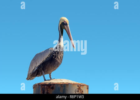 Pelecanus occidentalis Braune Pelikan stehend auf einen Liegeplatz Poller, blauen Gradienten Himmel Hintergrund Stockfoto