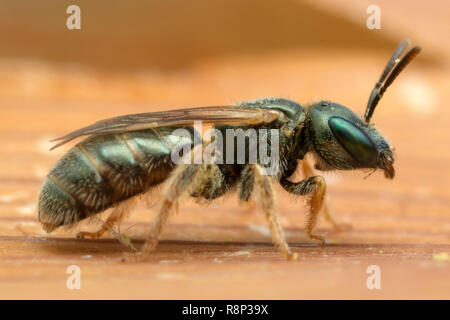 Kleine grüne Wasp Stockfoto
