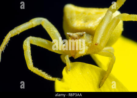 Gelbe crab Spider auf gelbe Blume Stockfoto