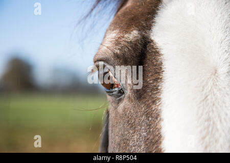 Nahaufnahme der Pferde Augen und Wimpern, Anzeigen Soft Focus Hintergrund blauer Himmel und grünes Feld an einem sonnigen Tag hinter Stockfoto