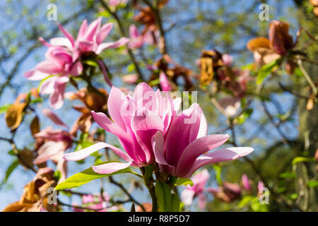 Magnolia rosa Blume auf einem hellen, sonnigen Tag. Stockfoto