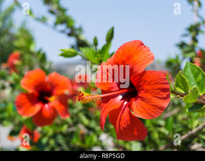 In der Nähe eines schönen roten tropischen Hibiskus Blüte im Sommer. Stockfoto