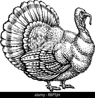 Türkei, turkeycock Hand gezeichnete Skizze. Vintage Vector Illustration Stock Vektor