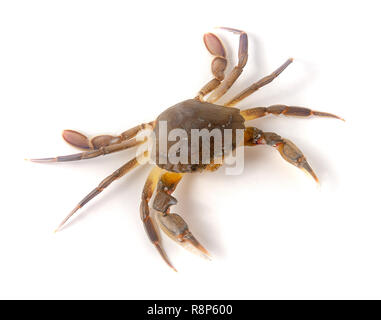 Genießbare lebendig Krabbe auf weißem Hintergrund Stockfoto