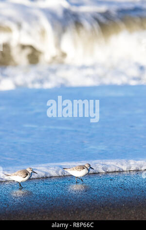 Sanderlings (Calidris alba) Nahrungssuche entlang der Küstenlinie bei Moonstone Beach Cambria, Kalifornien; USA Stockfoto