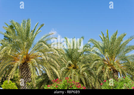 Blick auf die kretische Dattelpalme (Phoenix theophras) und die Vielfalt der Pflanzen auf der Insel Kreta Stockfoto