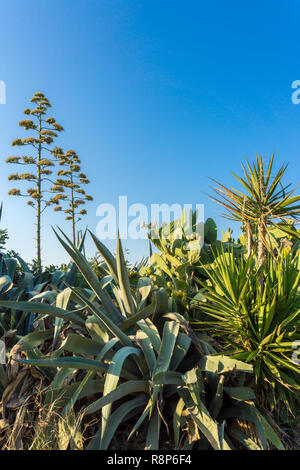 Ansicht eines Araucaria heterophylla und die Vielfalt der Pflanzen auf der Insel Kreta Stockfoto