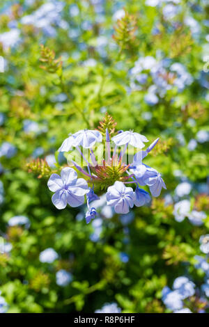 Nahaufnahme der blau blühende Plumbago auriculata Blumen an einem sonnigen Tag. Stockfoto