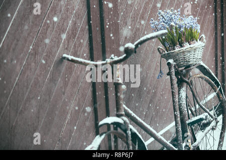 Alte kaputte Vintage Fahrrad schiefen auf Zaun mit Korb von Frühlingsblumen, Finnland, Skandinavien Stockfoto