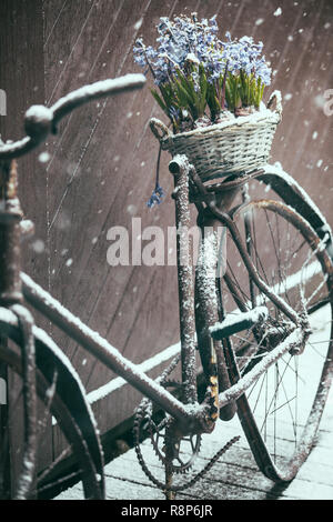 Alte kaputte Vintage Fahrrad schiefen auf Zaun mit Korb von Frühlingsblumen, Finnland, Skandinavien Stockfoto