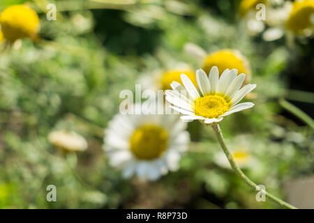 Nahaufnahme eines weißen Cota dolmetsch Blume. Stockfoto