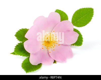 Hagebutten Blume mit Blatt auf weißem Hintergrund Stockfoto