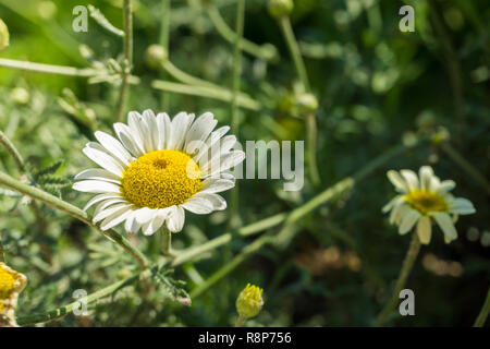 Nahaufnahme eines weißen Cota dolmetsch Blume. Stockfoto