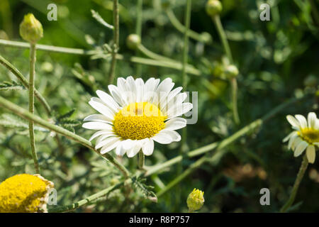 Nahaufnahme eines weißen Cota dolmetsch Blume. Stockfoto