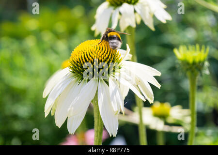 Nahaufnahme eines weißen Cota dolmetsch Blume. Stockfoto