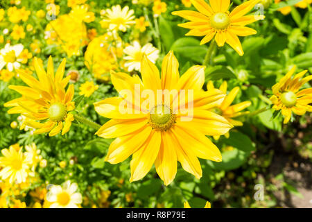 Close-up gelb Euryops chrysanthemoides (afrikanischen Busch Daisy) Blumen im Sommer. Stockfoto