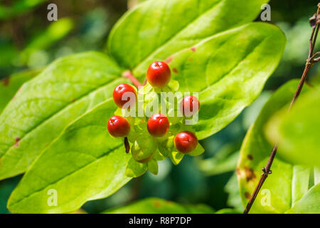 In der Nähe von Reifen Sorbus aucuparia Beeren auf einem Zweige. Stockfoto