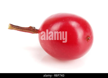 Viburnum Berry auf weißem Hintergrund Makro isoliert Stockfoto