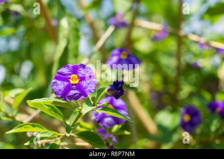 Nahaufnahme der Blüte Blue Potato Bush (Lycianthes rantonnetii) Blumen an einem sonnigen Tag. Stockfoto