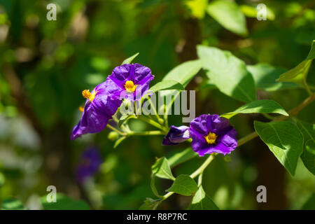 Nahaufnahme der Blüte Blue Potato Bush (Lycianthes rantonnetii) Blumen an einem sonnigen Tag. Stockfoto