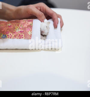 Eigentümer tendenziell Winter White Hamster im Sterbebett auf weißem Hintergrund. Haustier Tod, Krankheit, Leben, Wahrheit, Zeit, Abschied, Tränen, Traurigkeit, Sy Stockfoto