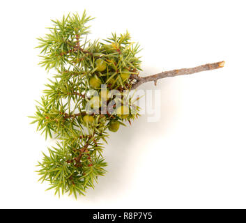 Grüner Wacholder Zweig mit Beeren auf weißem Hintergrund Stockfoto