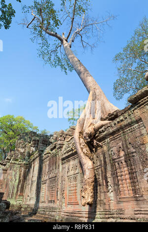 Prasat Preah Khan Tempel Ruinen, Angkor, Siem Reap, Kambodscha Stockfoto