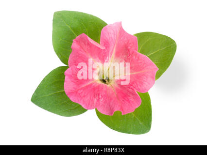 Rosa Blume von Petunia mit grünen Blättern auf weißem Hintergrund Stockfoto